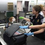 Fliegen-mit-Hund-und-Katze